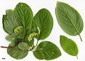 SpeciesSub: subsp. occidentalis